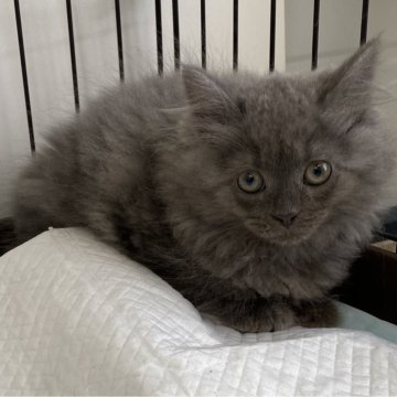 マンチカン(長足)【石川県・女の子・2024年1月18日・ブルータビー（ロング）】の写真「ちょっとだけびびりのはにかみやさん🩷」