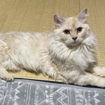 サイベリアン【石川県・男の子・2021年11月15日・クリーム】の写真「綺麗な子です！」