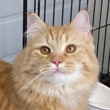 サイベリアン【石川県・男の子・2021年6月2日・レッドタビー】の写真「甘えん坊で穏やかな正確です。」