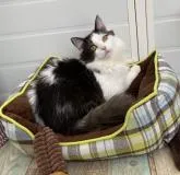 サイベリアン【石川県・男の子・2021年11月25日・ブラックホワイト】の写真2