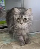 サイベリアン【石川県・女の子・2022年2月22日・ブルータビー】の写真3