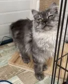 サイベリアン【石川県・男の子・2021年8月15日・ブルータビー】の写真3