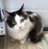 サイベリアン【石川県・男の子・2021年11月25日・ブラックホワイト】の写真5