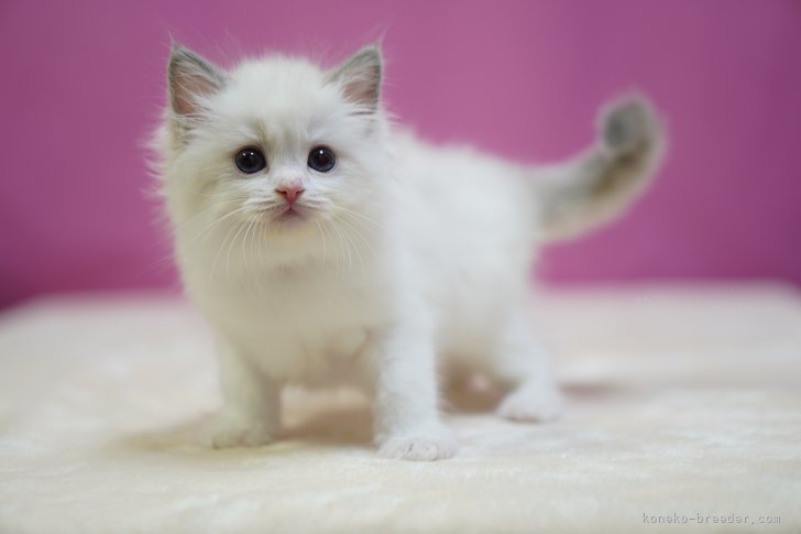 鳥塚昭源ブリーダーのブログ：ラグドール（10/17生まれ）の子猫、写真を更新しました♪