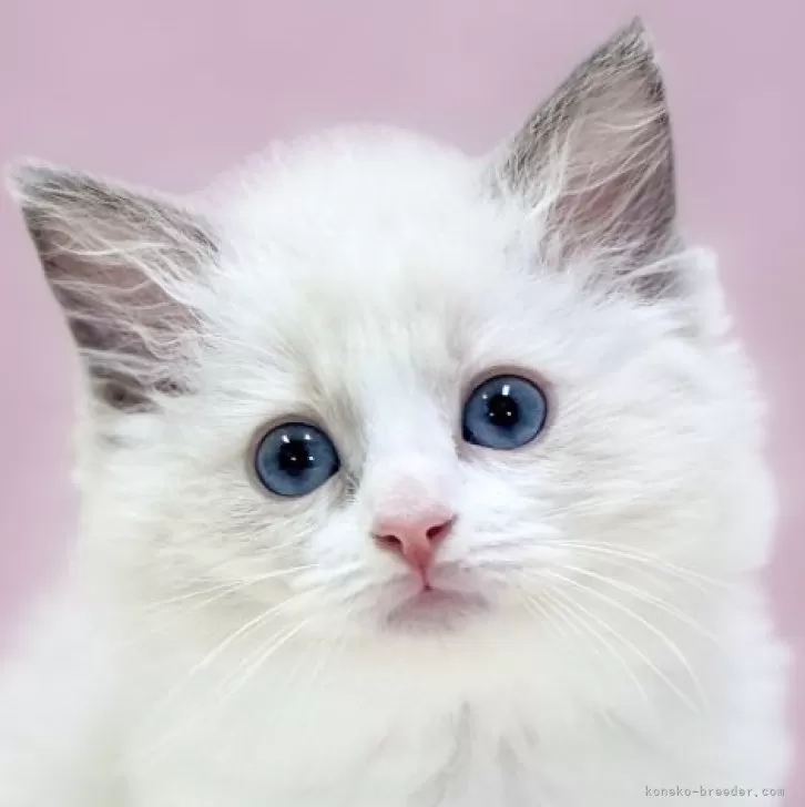 ぱるる 様のお迎えした子猫