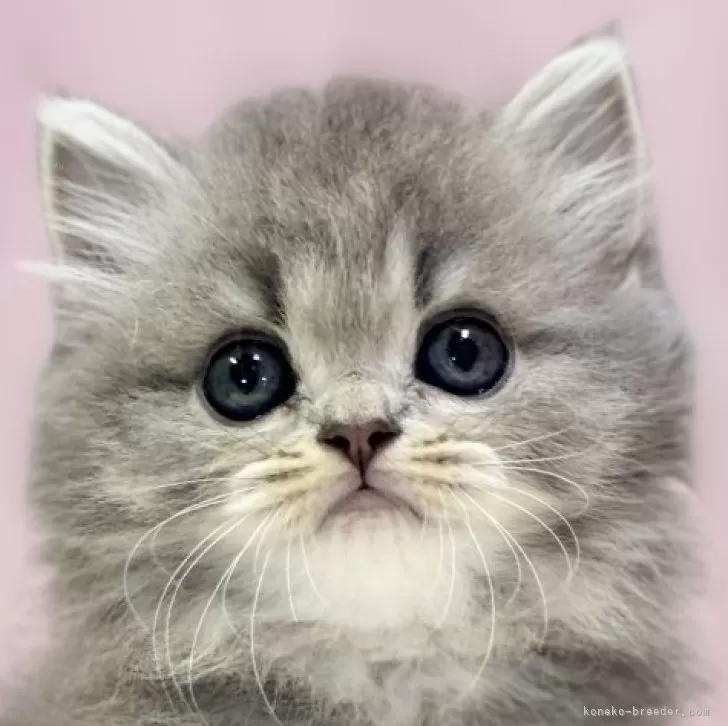 M.H 様のお迎えした子猫