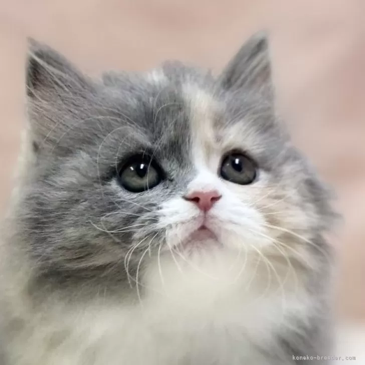 T.I 様のお迎えした子猫