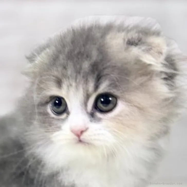 ID:2309-02940の子猫