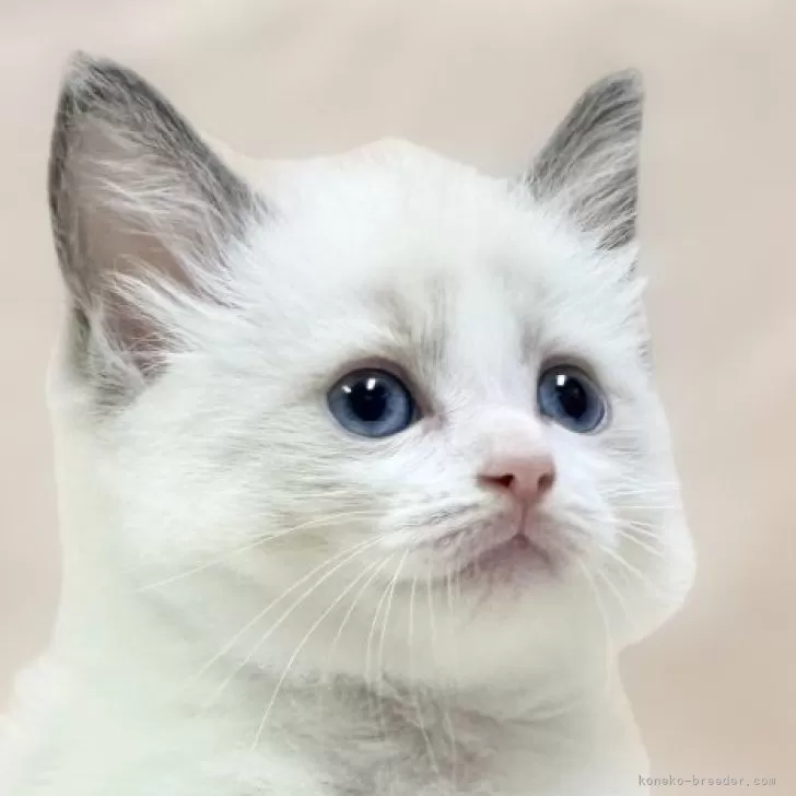 ID：2405-02301の子猫