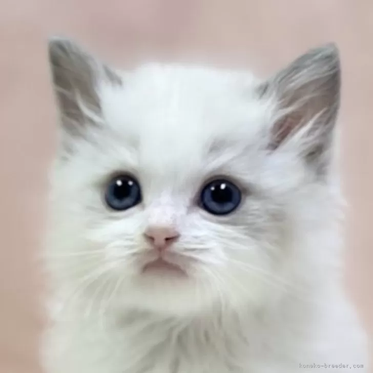 R 様のお迎えした子猫