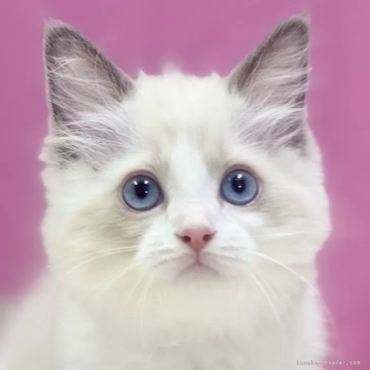 ID:2405-03812の子猫
