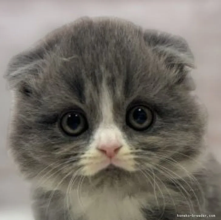 ID:2311-01945の子猫