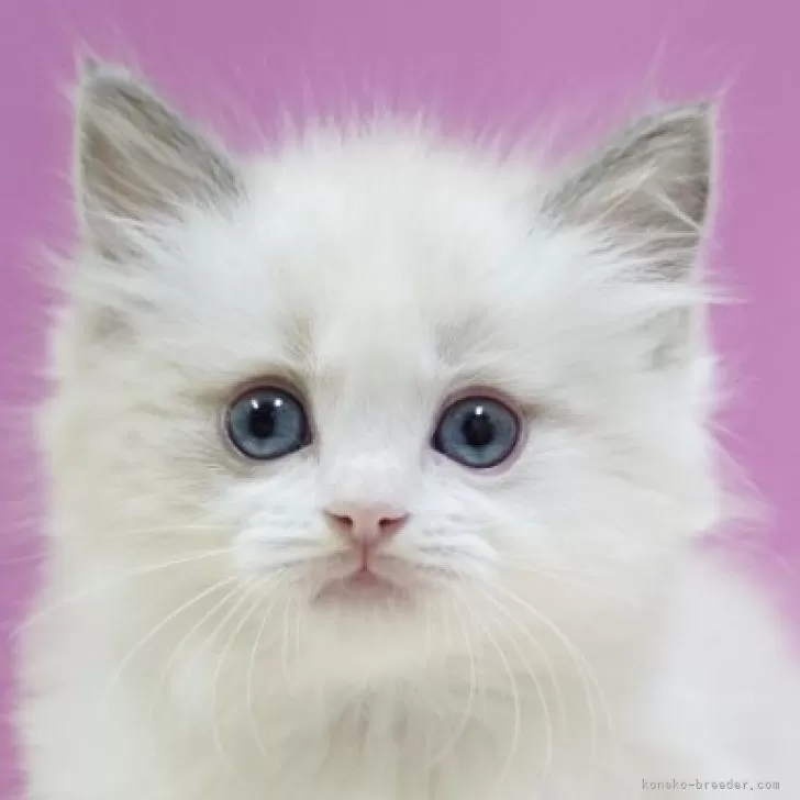 ID:2410-02710の子猫