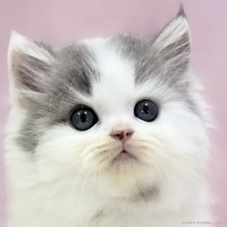 ID:2406-03483の子猫
