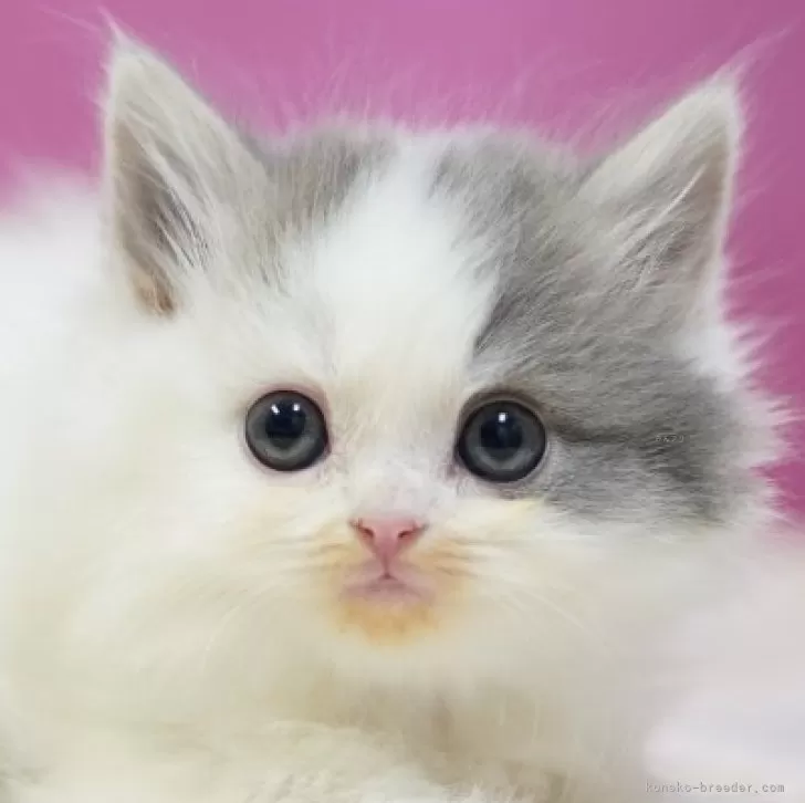 ID：2411-02555の子猫