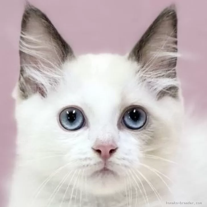 ID：2405-02302の子猫