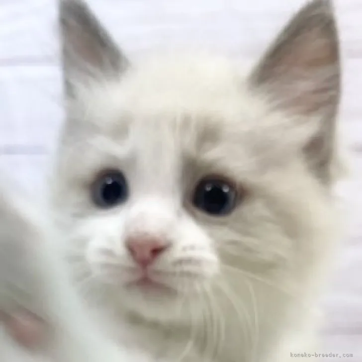 ID:2308-01193の子猫