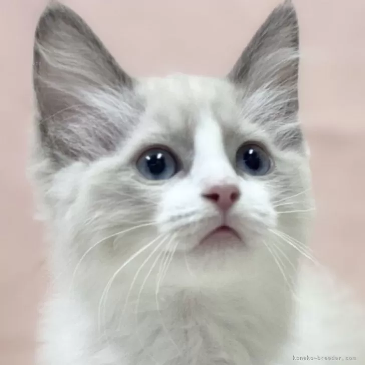 ID:2401-00687の子猫
