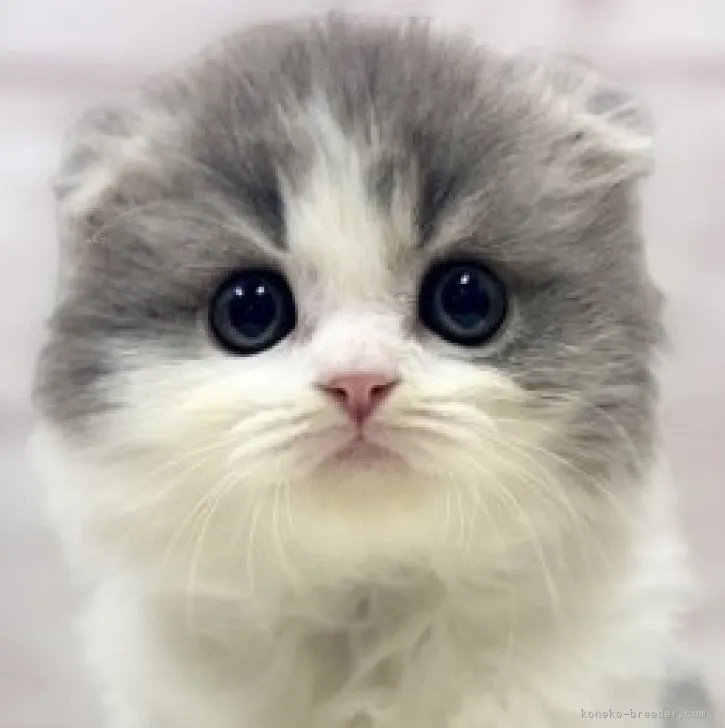 ID:2311-01940の子猫