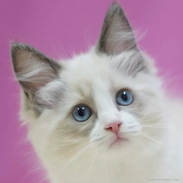 ID:2411-00838の子猫