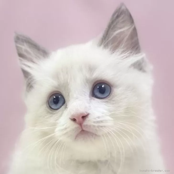 ID：2405-03814の子猫