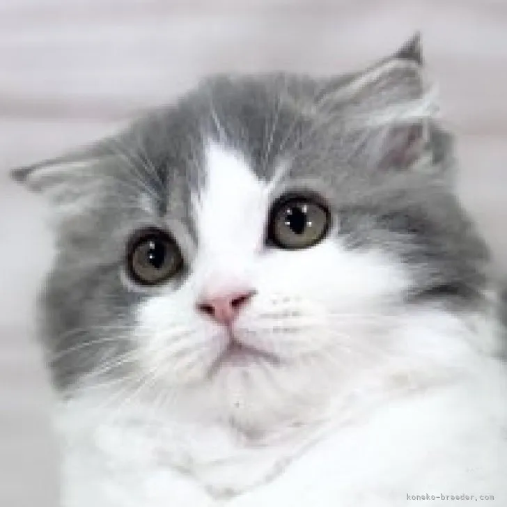 ID:2309-01602の子猫