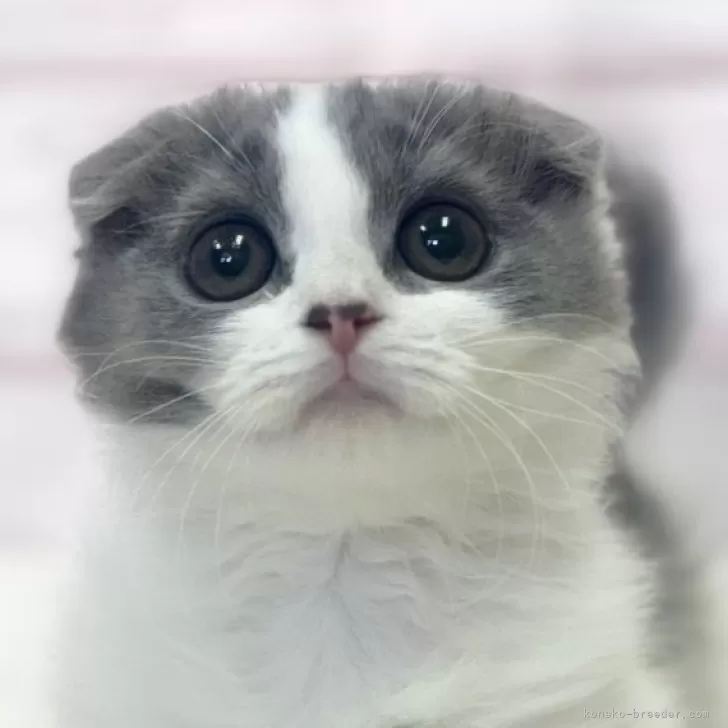 ID:2311-01944の子猫