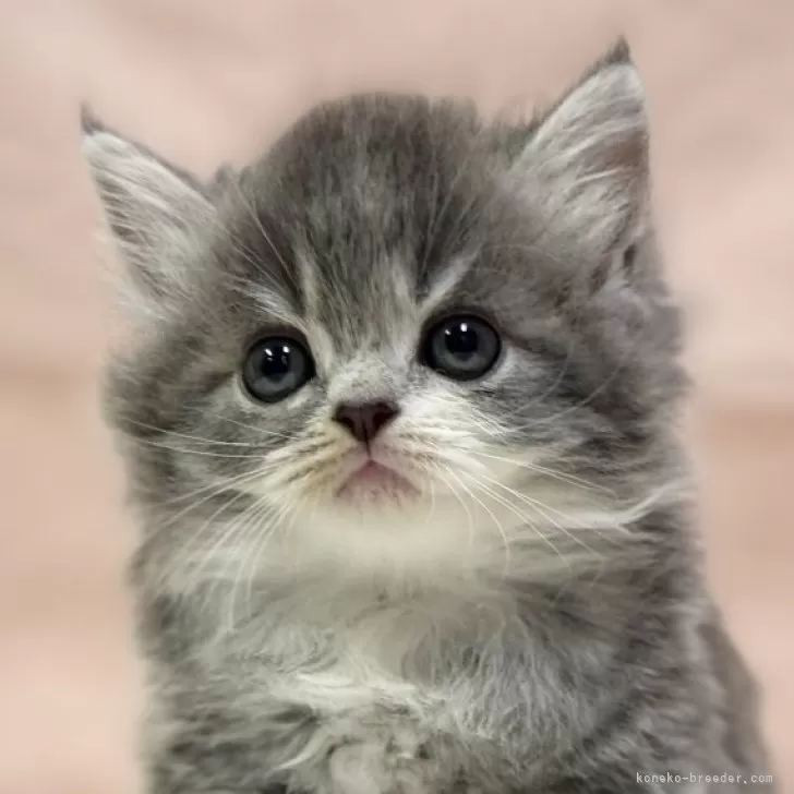 ID：2402-01768の子猫