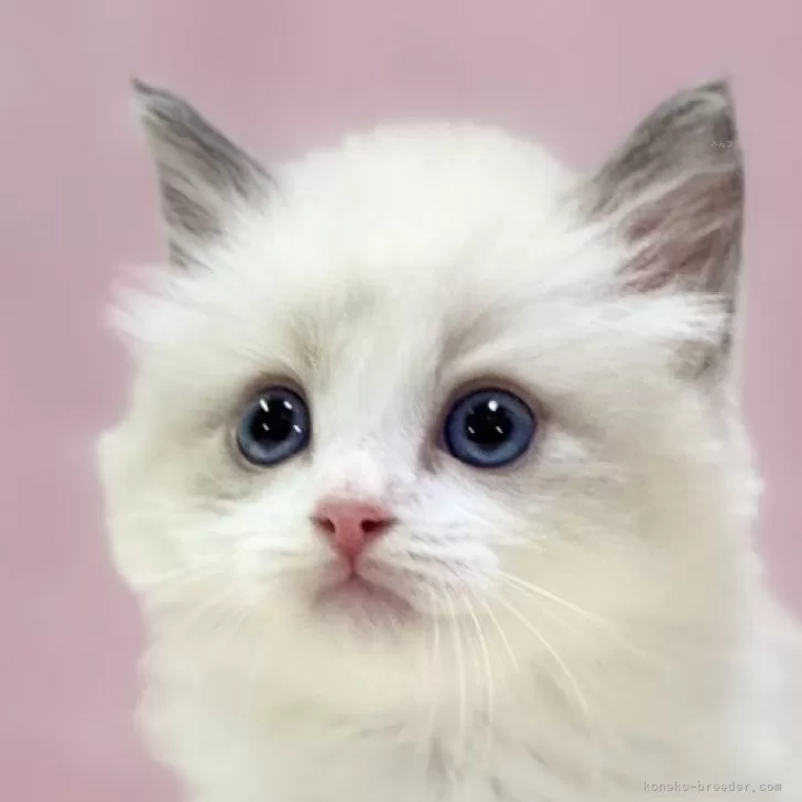 ID:2407-01984の子猫