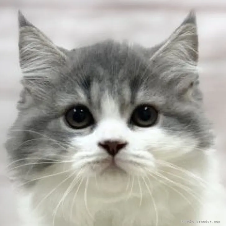 ID:2309-01606の子猫