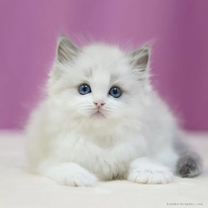 ID:2410-02711の子猫