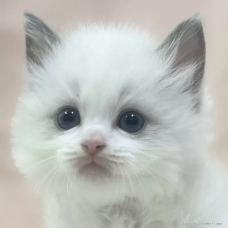 H.I 様のお迎えした子猫