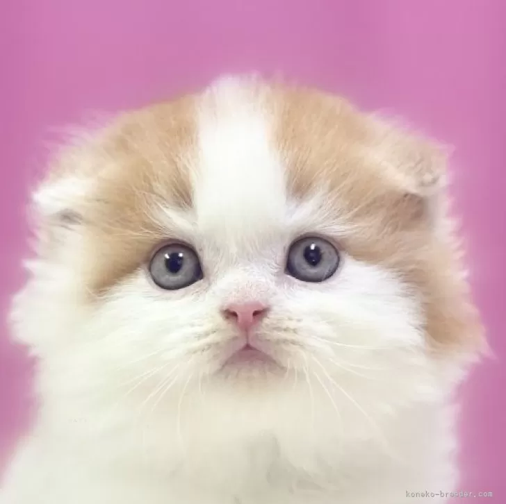 Y.S 様のお迎えした子猫