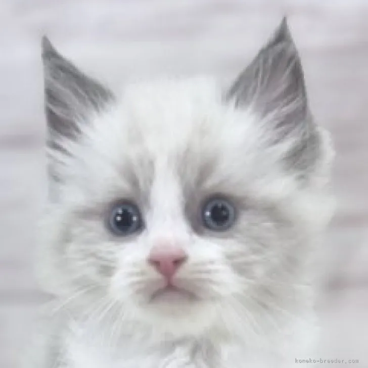ID：2310-02750の子猫