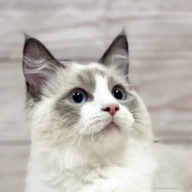ID：2310-02752の子猫