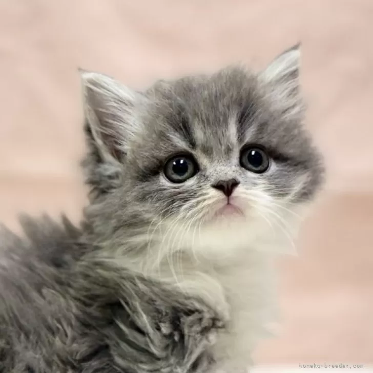 ID:2402-01769の子猫