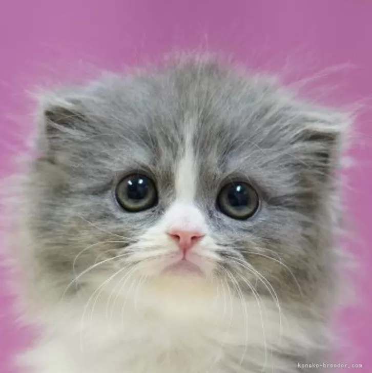 ID：2411-02556の子猫