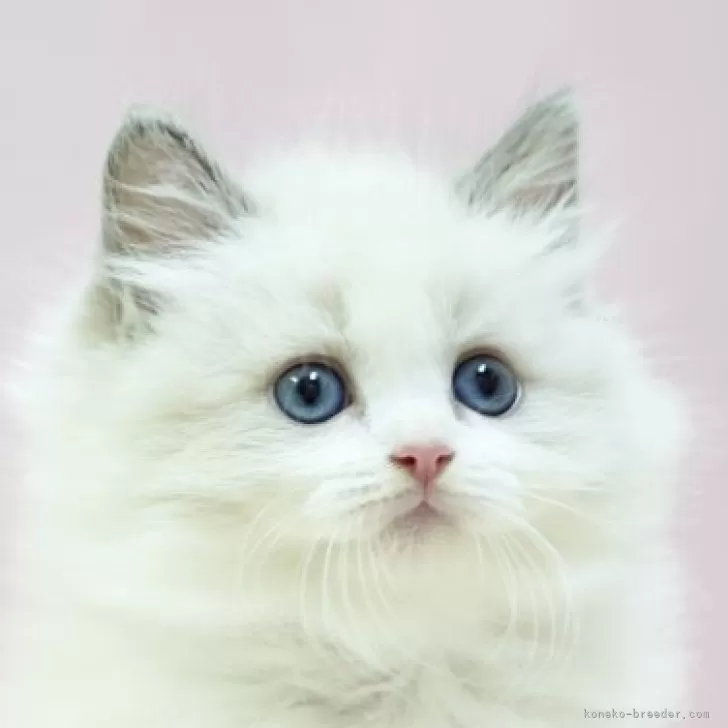 ID：2409-01092の子猫