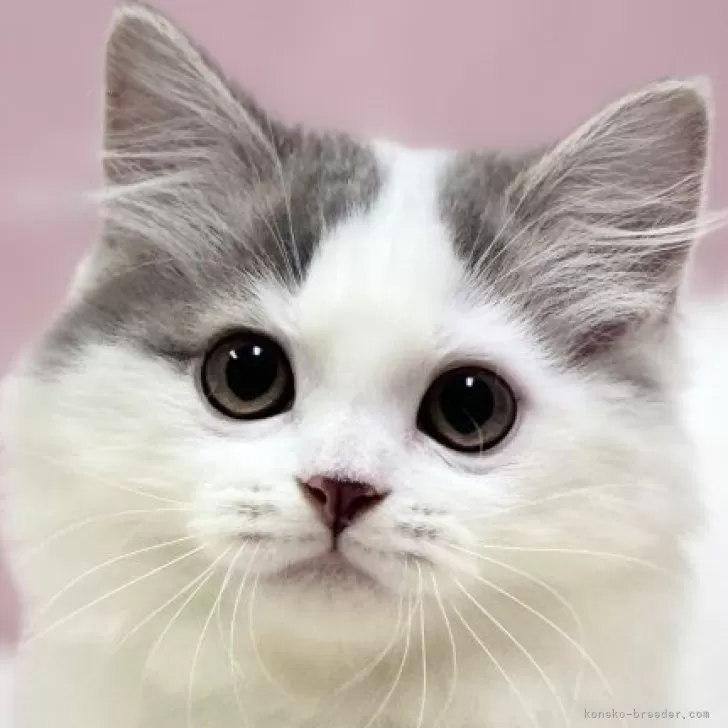 ID：2407-03271の子猫