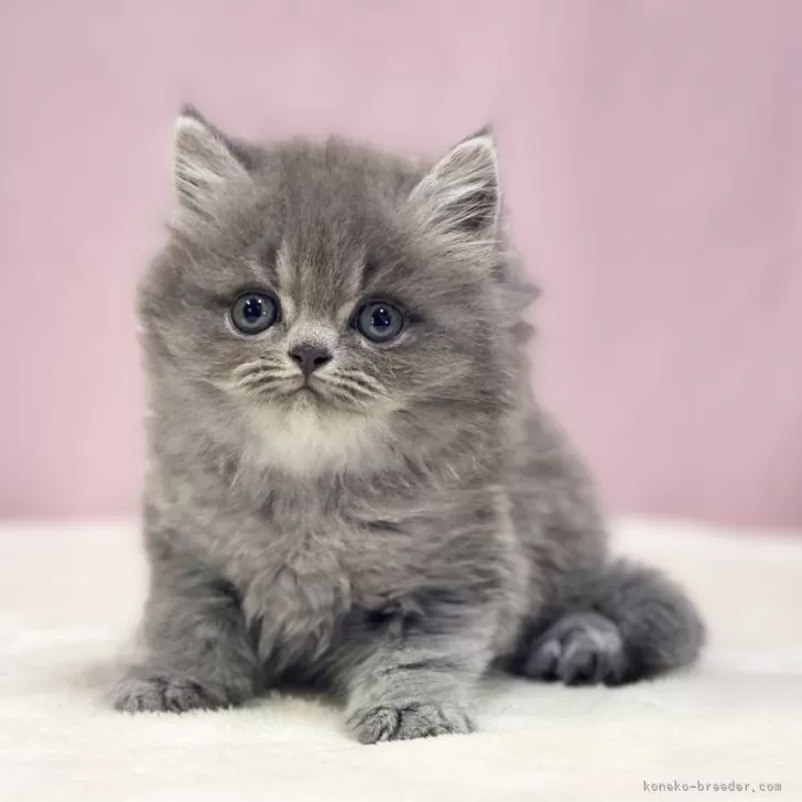 ID:2407-03474の子猫