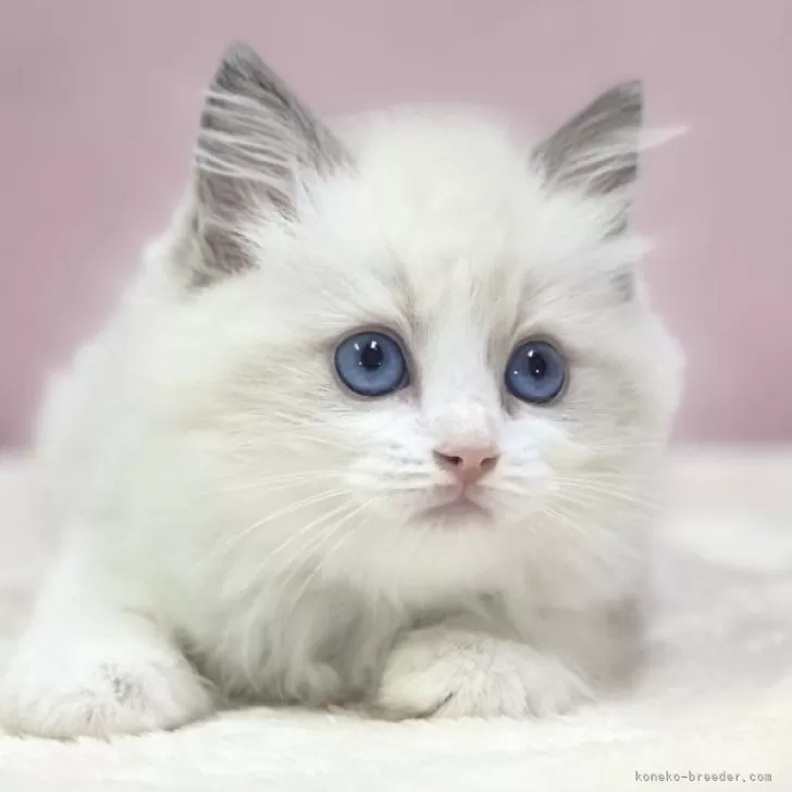 ID:2407-01985の子猫