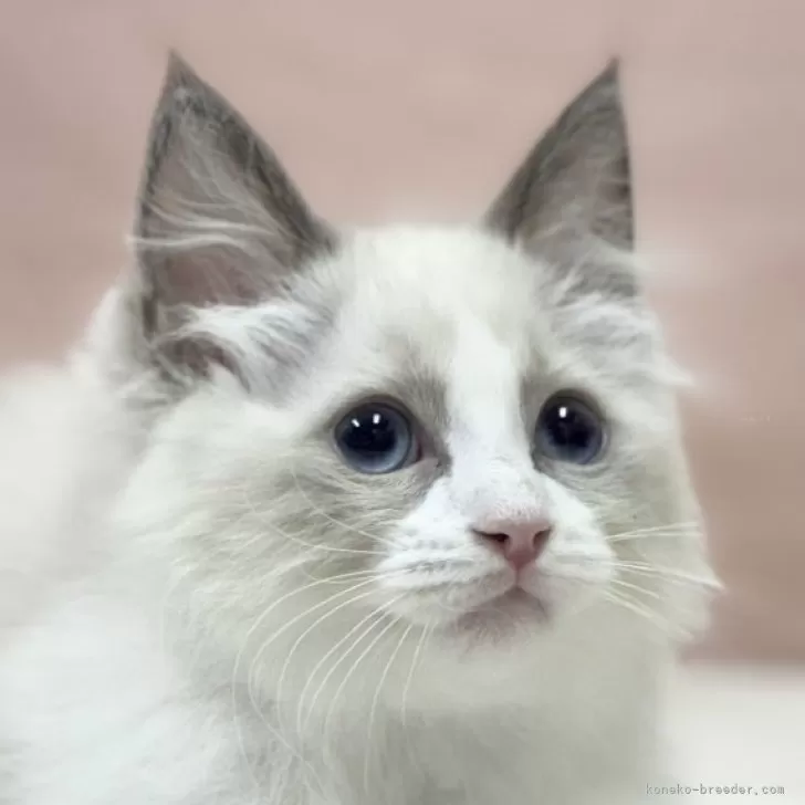 ID:2401-00685の子猫