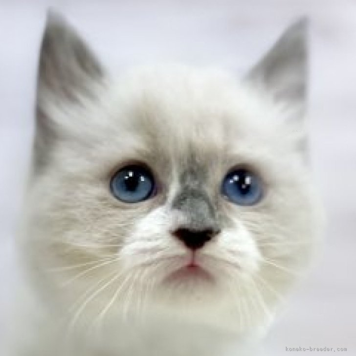 ウィル 様のお迎えした子猫