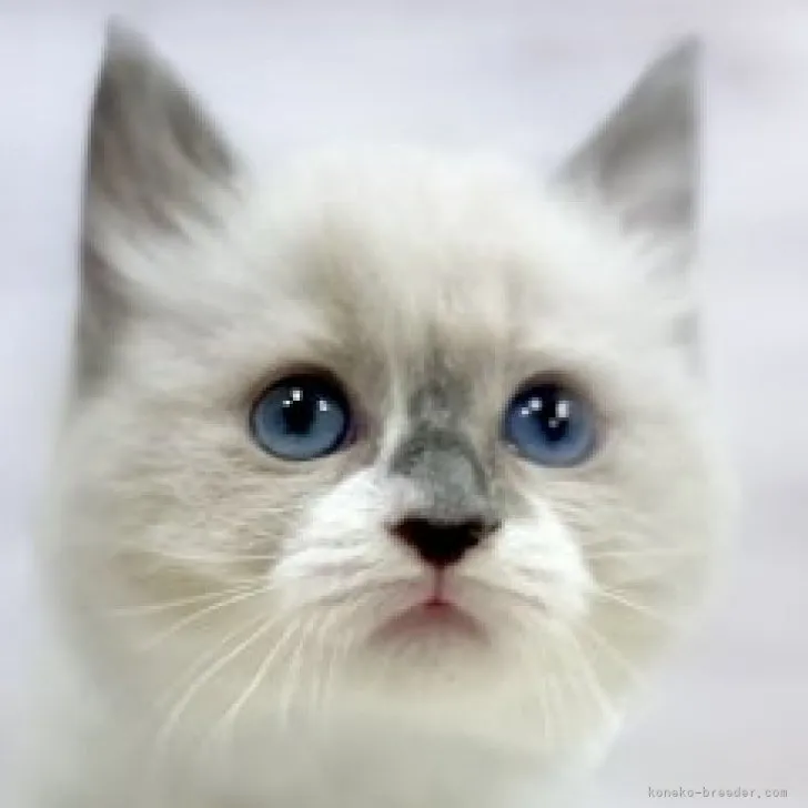 ID:2308-01190の子猫