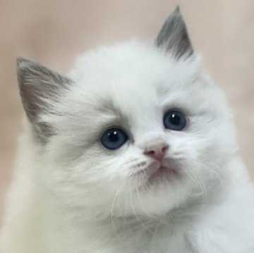 ラグドール【埼玉県・男の子・2024年3月13日・ブルーポイントバイカラー】の写真「かわいい男の子⭐️！」