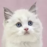 ラグドール【埼玉県・男の子・2024年6月4日・ブルーポイントバイカラー】の写真1