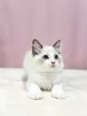 ラグドール【埼玉県・女の子・2024年4月5日・ブルーポイントバイカラー】の写真5
