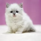 ラグドール【埼玉県・女の子・2025年11月9日・ブルーポイント】の写真10