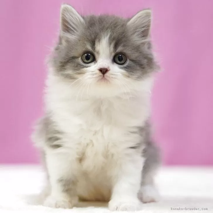 こんぶ 様のお迎えした子猫