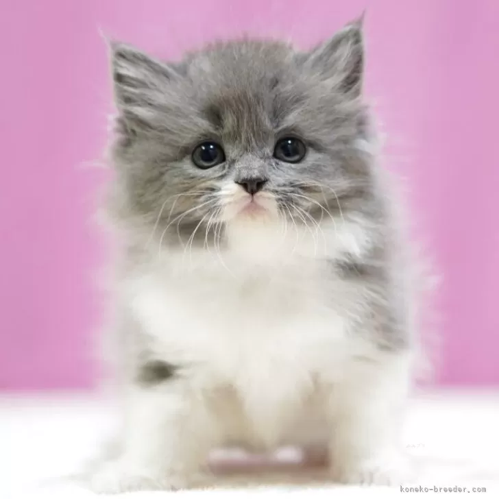 ID：2506-03031の子猫